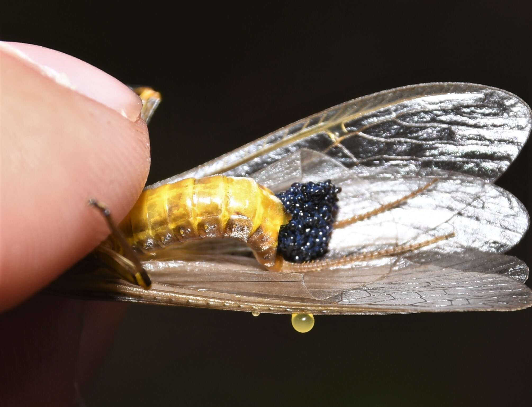 Sivun Acroneuria carolinensis (Banks 1905) kuva