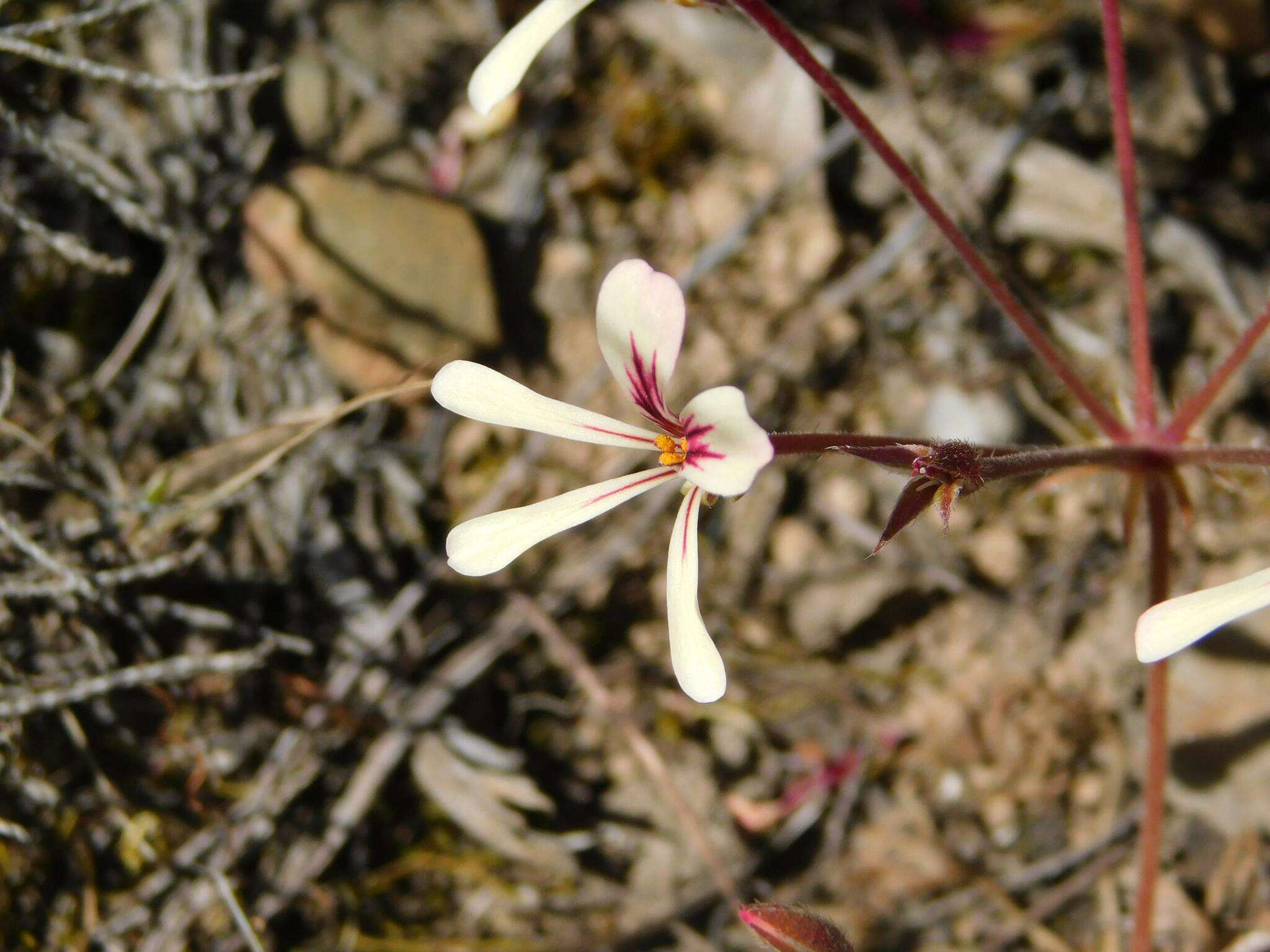 Image of Pelargonium xanthopetalum E. M. Marais