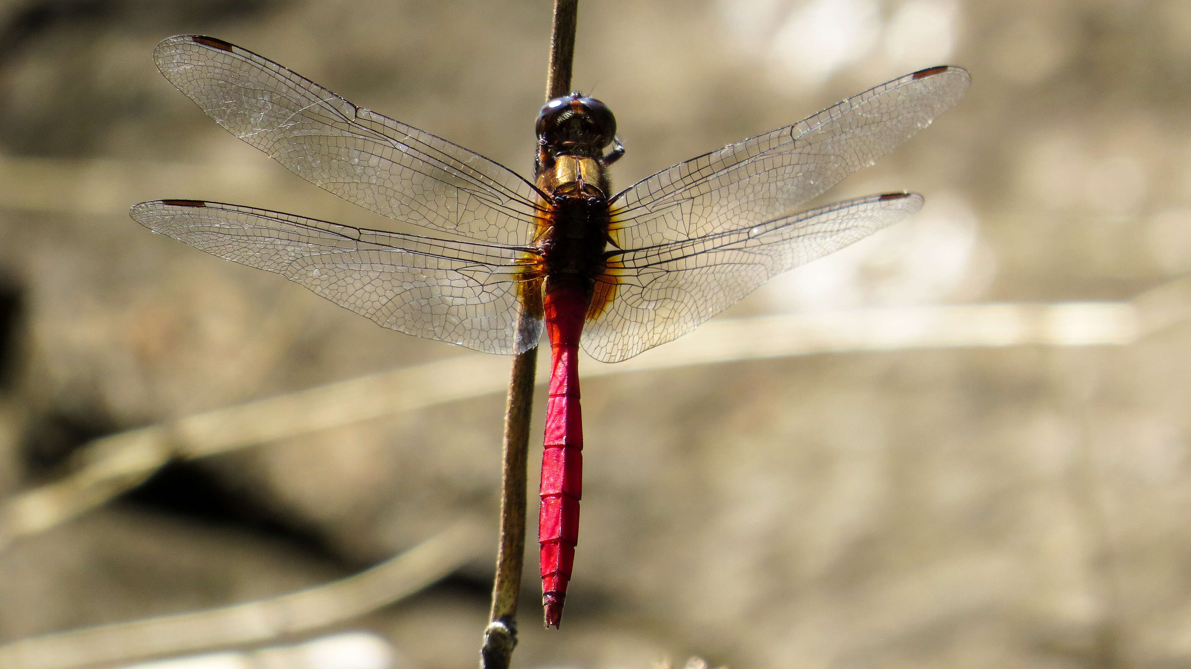 Image of Orthetrum villosovittatum (Brauer 1868)