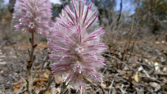 Image of Ptilotus nobilis F. Müll.