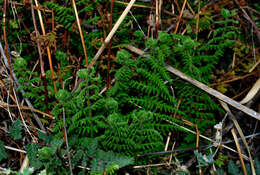 Image of Woodsia montevidensis (Spreng.) Hieron.