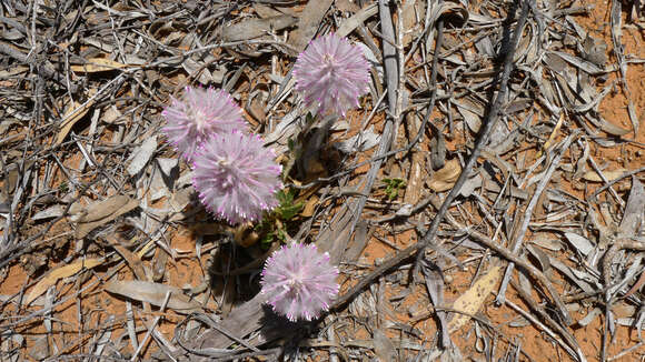 Image of Ptilotus nobilis F. Müll.