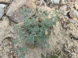 Imagem de Lomatium cuspidatum (Coult. & Rose) Mathias & Constance