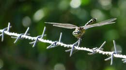 Imagem de Ictinogomphus australis (Selys 1873)