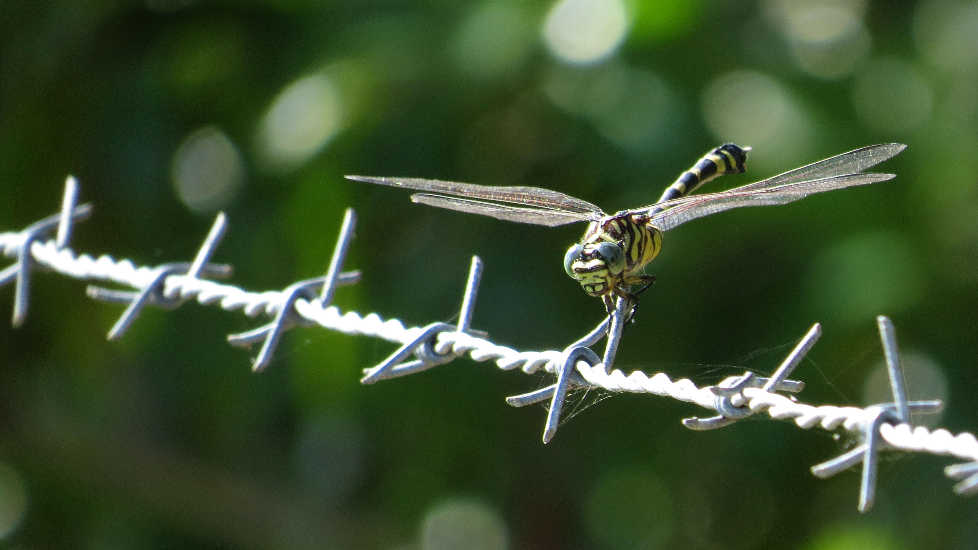 صورة Ictinogomphus australis (Selys 1873)