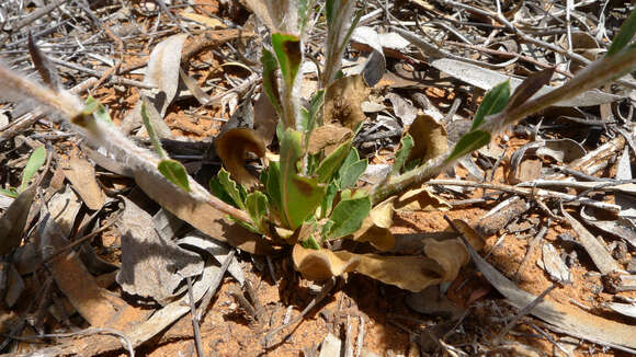 Image of Ptilotus nobilis F. Müll.