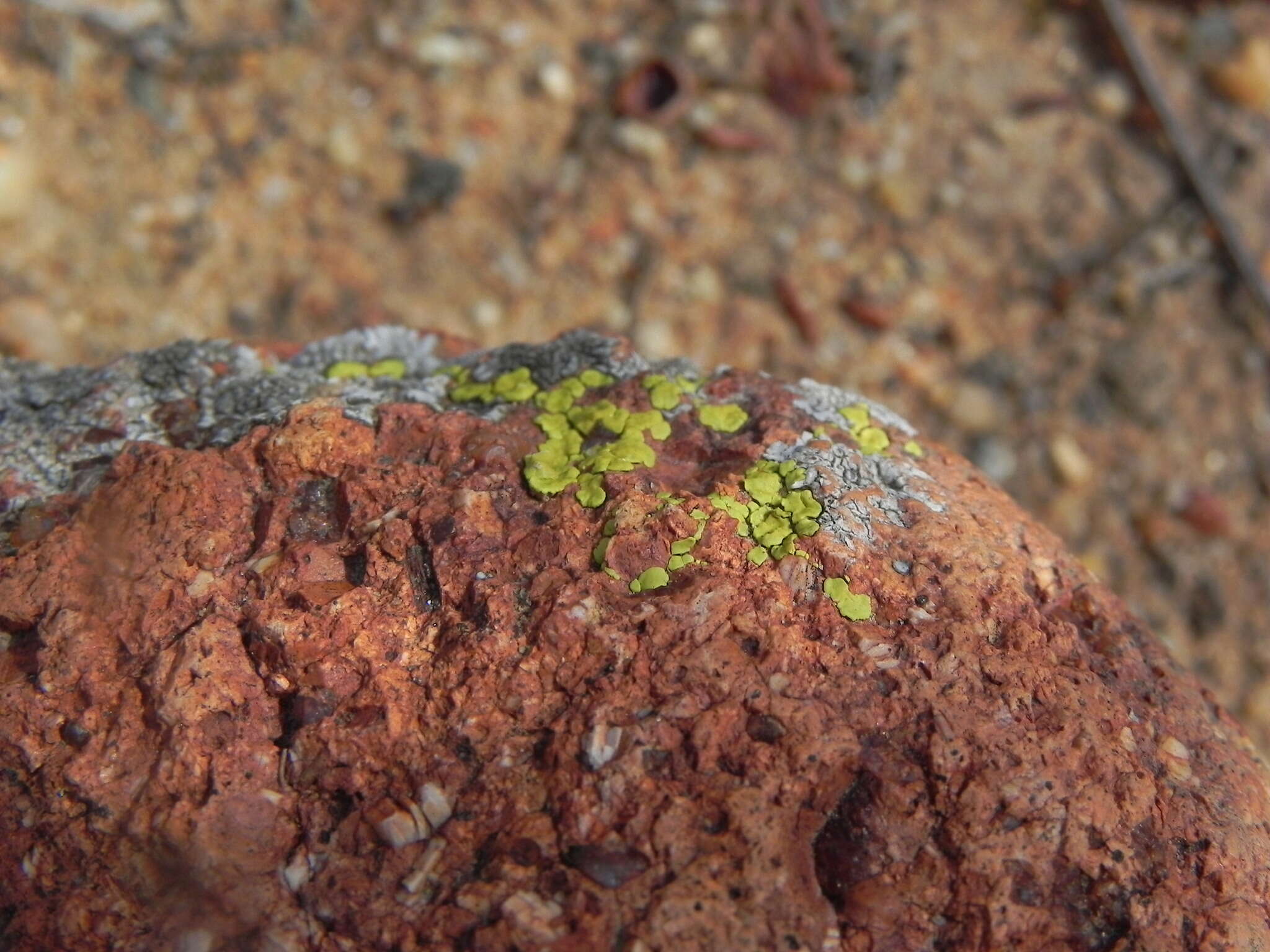 Imagem de Acarospora robiniae K. Knudsen