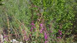 Image of San Jacinto beardtongue