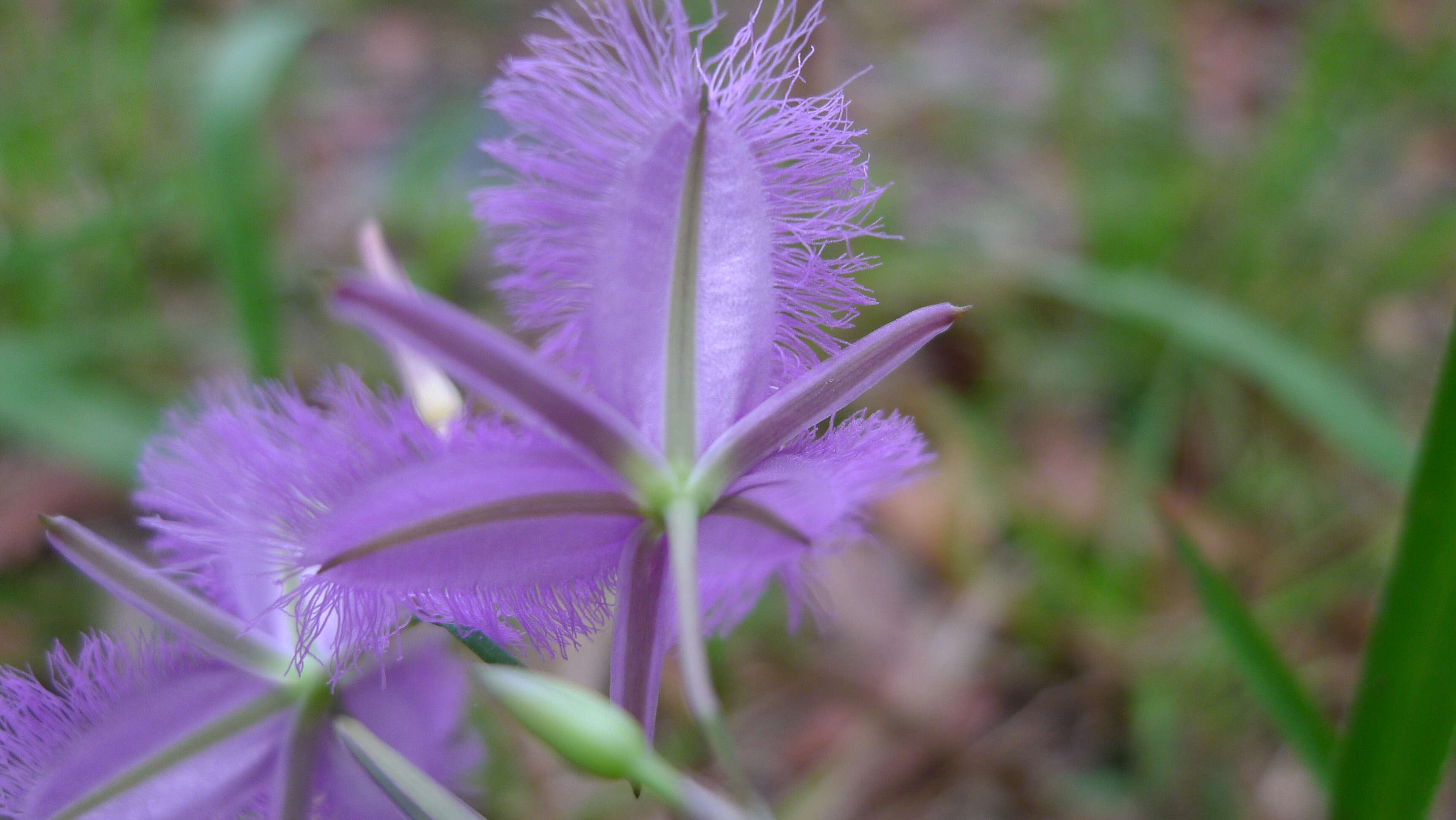 Слика од Thysanotus tuberosus R. Br.