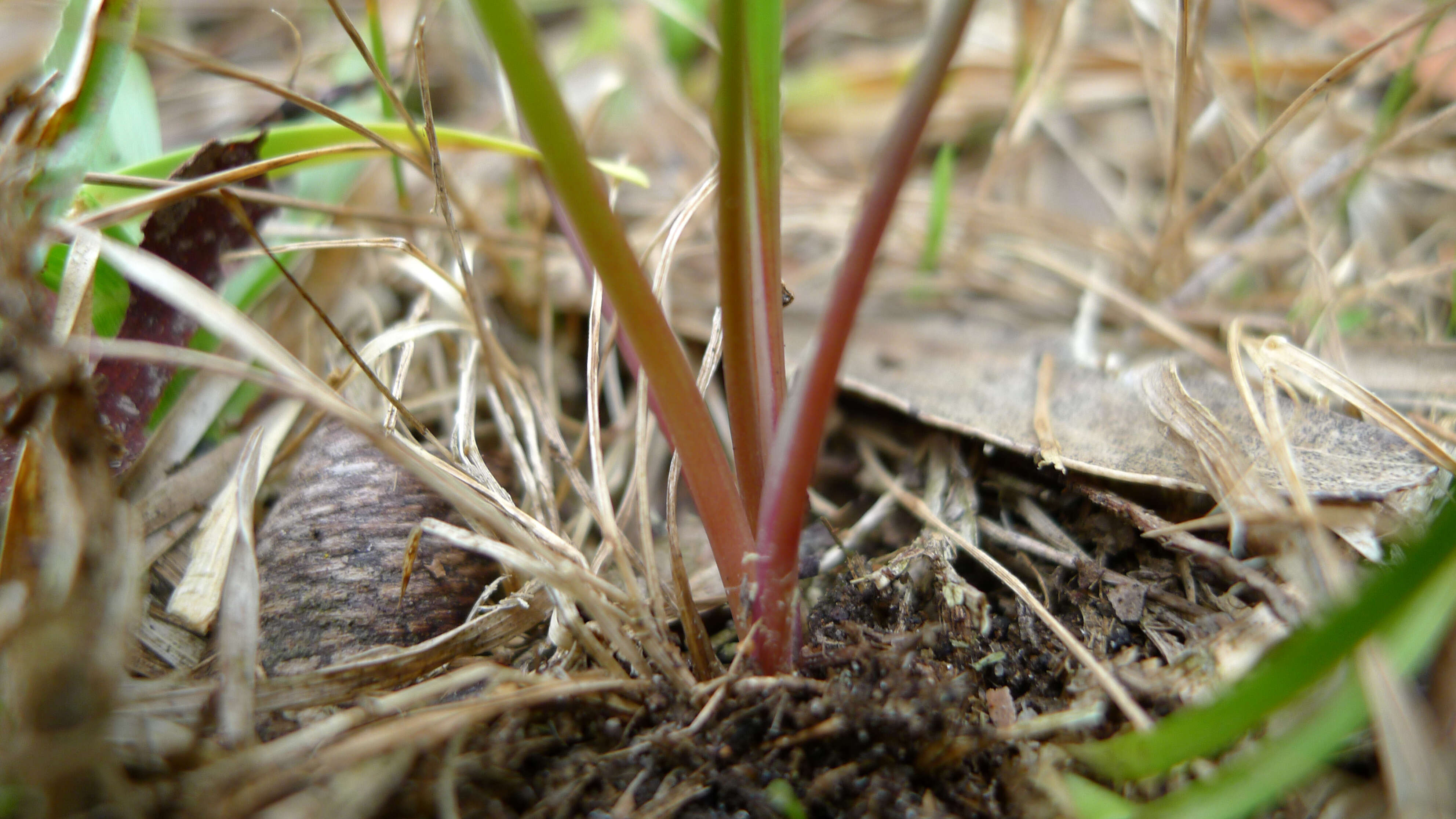 Слика од Thysanotus tuberosus R. Br.