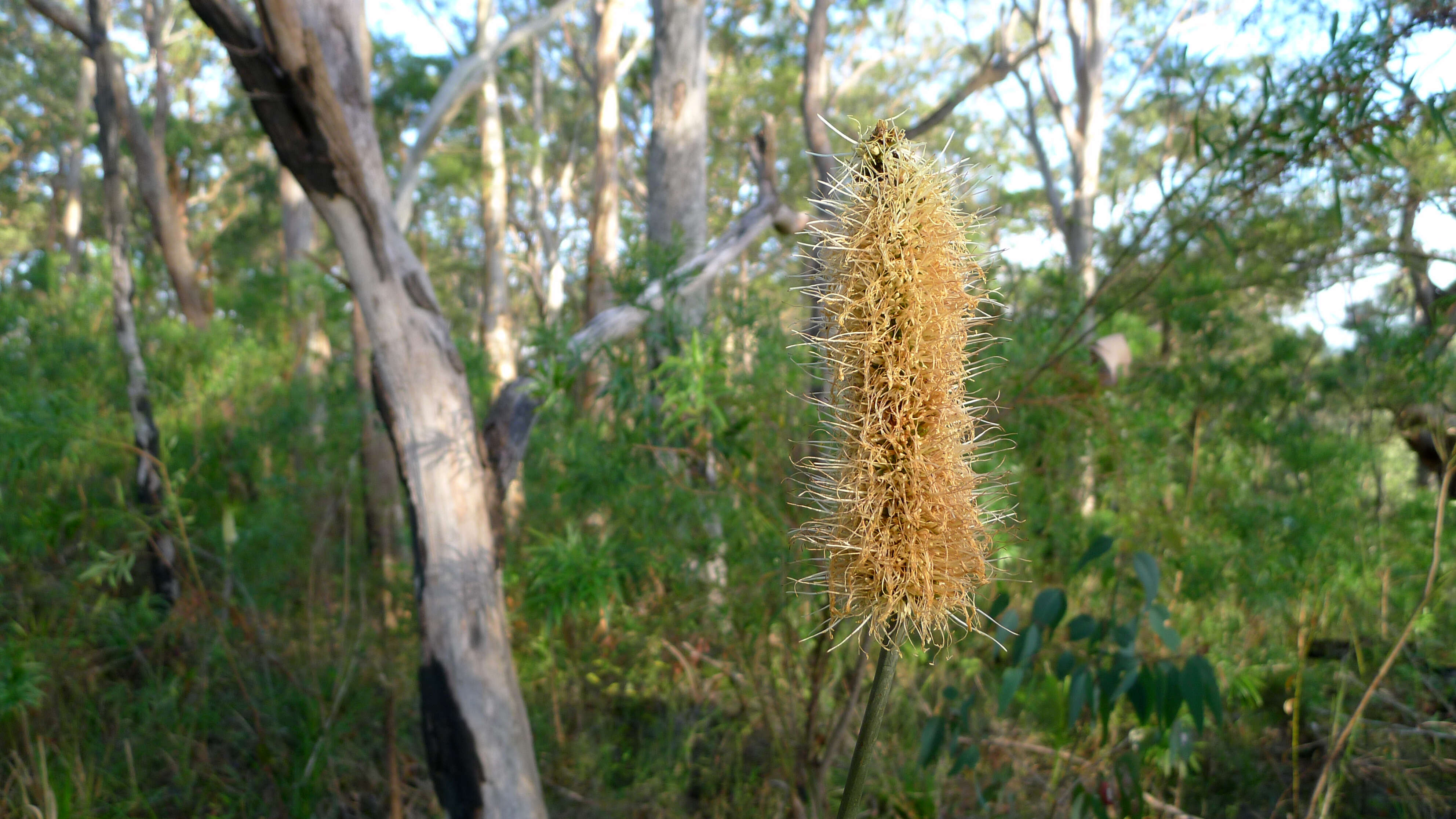 Image of Xanthorrhoea macronema F. Muell. ex Benth.