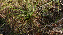 Image of Xanthorrhoea macronema F. Muell. ex Benth.