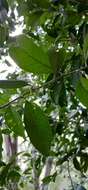 Image of Planchonella myrsinifolia (F. Muell.) Swenson, Bartish & Munzinger