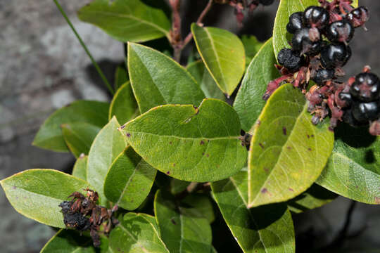 Imagem de Gaultheria glaucifolia var. rosei (Small) Luteyn