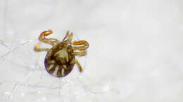 Image of hard ticks