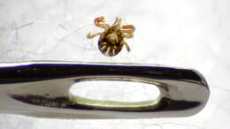 Image of hard ticks