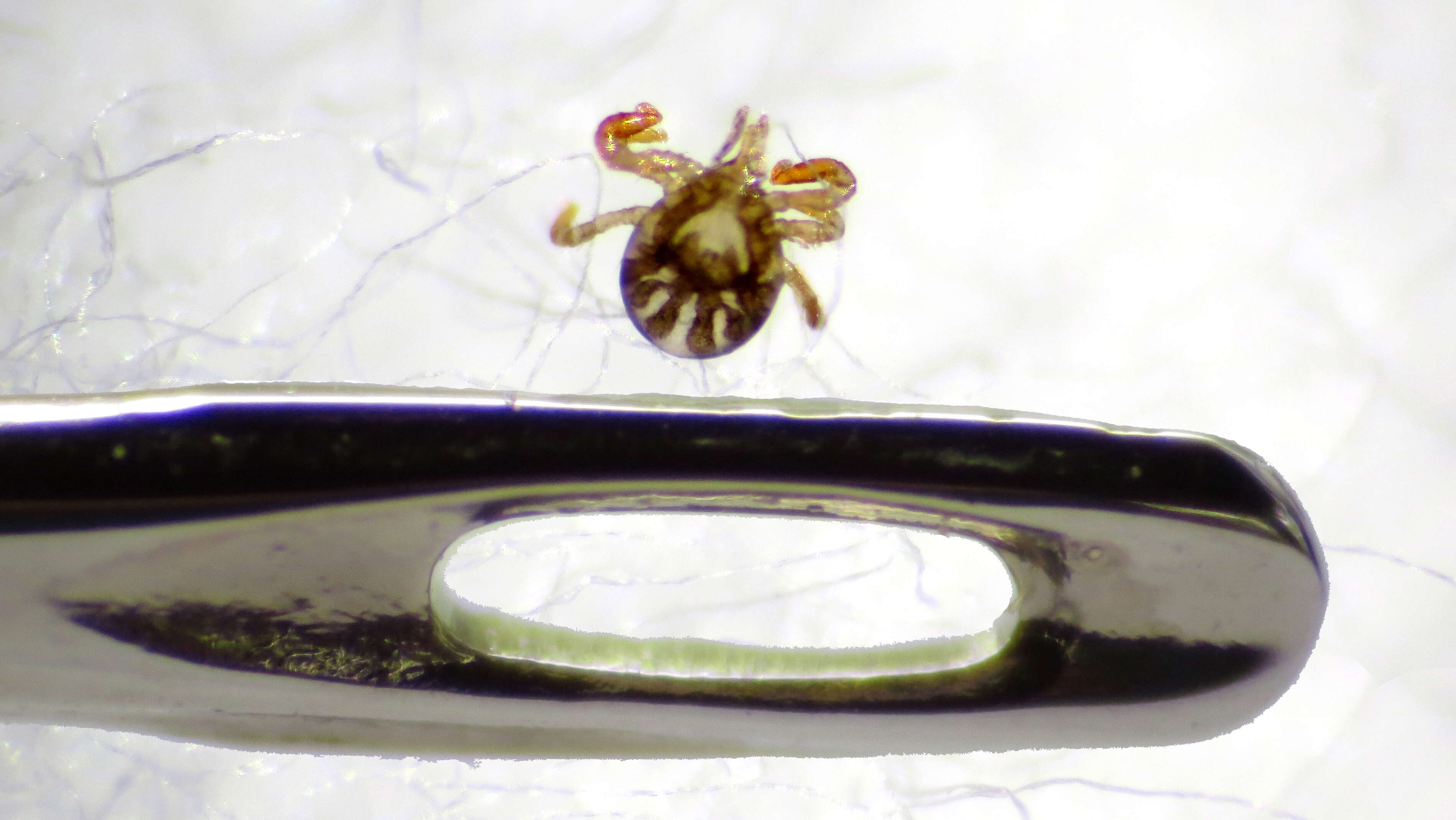 Image of hard ticks