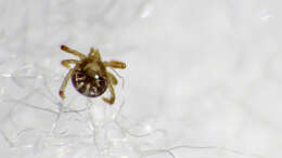 Image of hard ticks