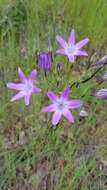 Image of Bridges' brodiaea