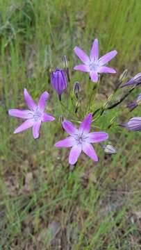 Image of Bridges' brodiaea