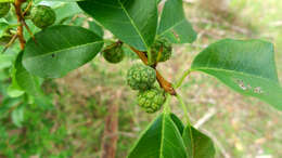 Image of Cudrania cochinchinensis (Lour.) Yakuro Kudo & Masamune