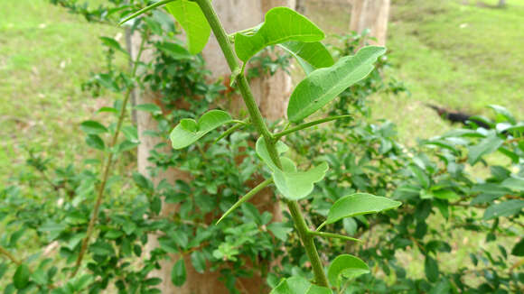 Image of Cudrania cochinchinensis (Lour.) Yakuro Kudo & Masamune