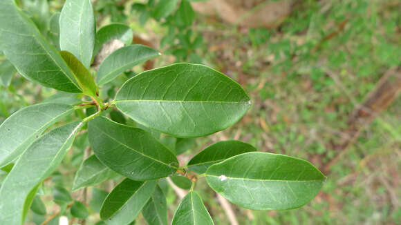 Image of Cudrania cochinchinensis (Lour.) Yakuro Kudo & Masamune