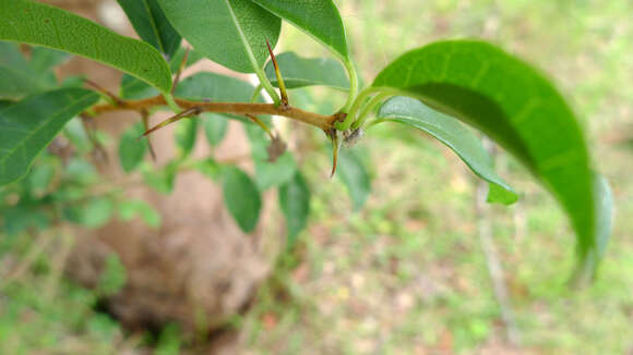 Image of Cudrania cochinchinensis (Lour.) Yakuro Kudo & Masamune