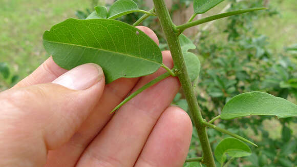 Image of Cudrania cochinchinensis (Lour.) Yakuro Kudo & Masamune