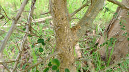 Image of Cudrania cochinchinensis (Lour.) Yakuro Kudo & Masamune