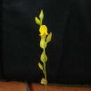 Image of Utricularia erectiflora A. St. Hil. & Girard