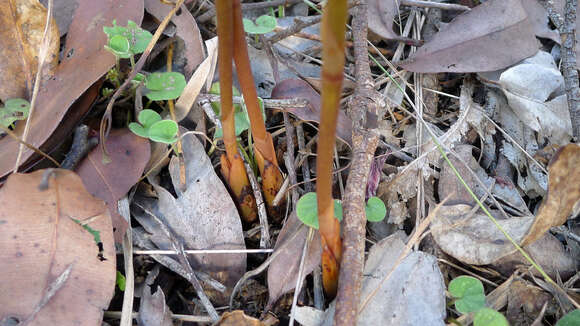 Image of Blotched hyacinth-orchid