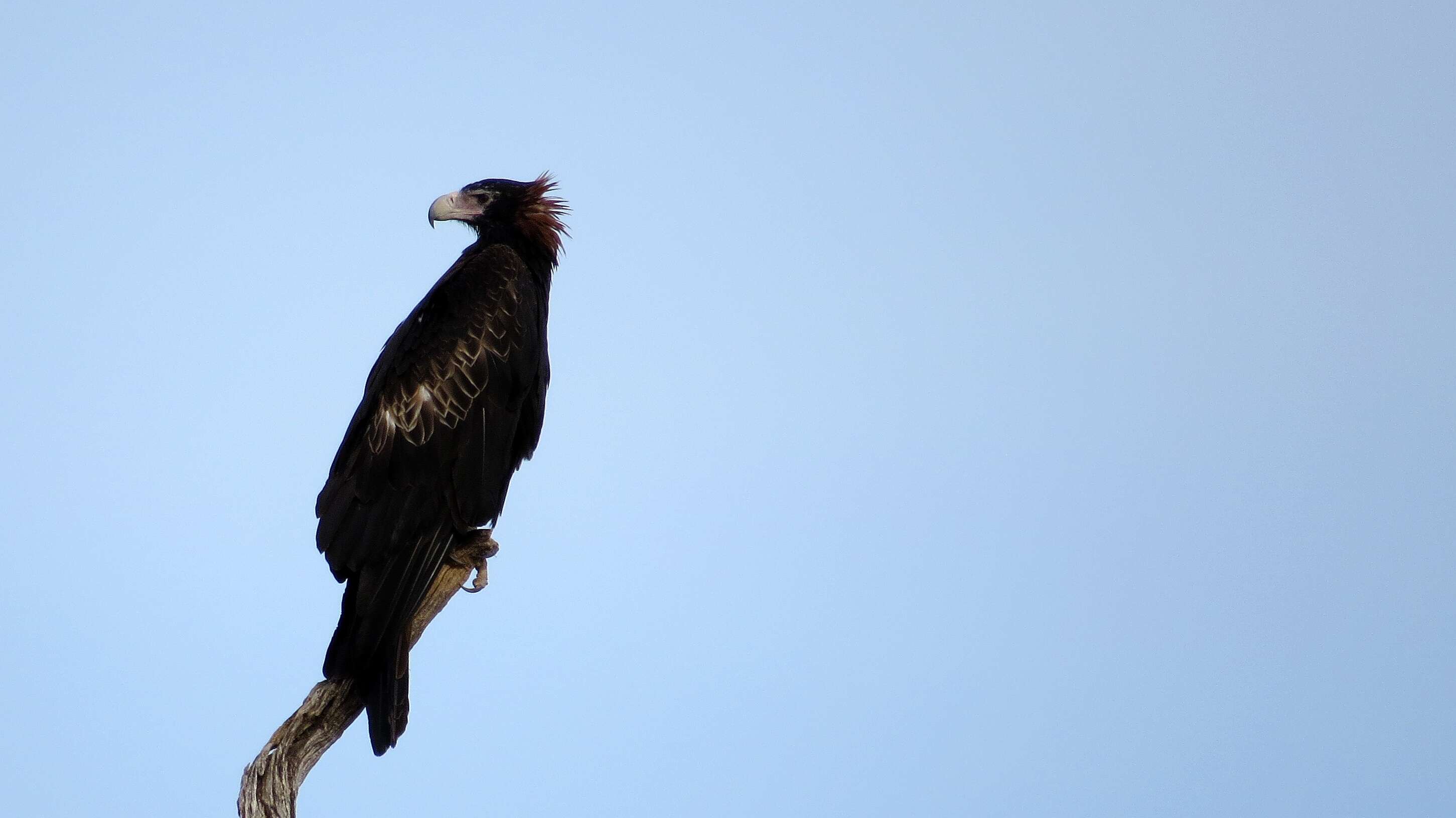 Image of Wedge-tailed Eagle