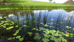 Image of Chinese water chestnut