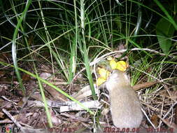 Image of Australian Pale Field Rat