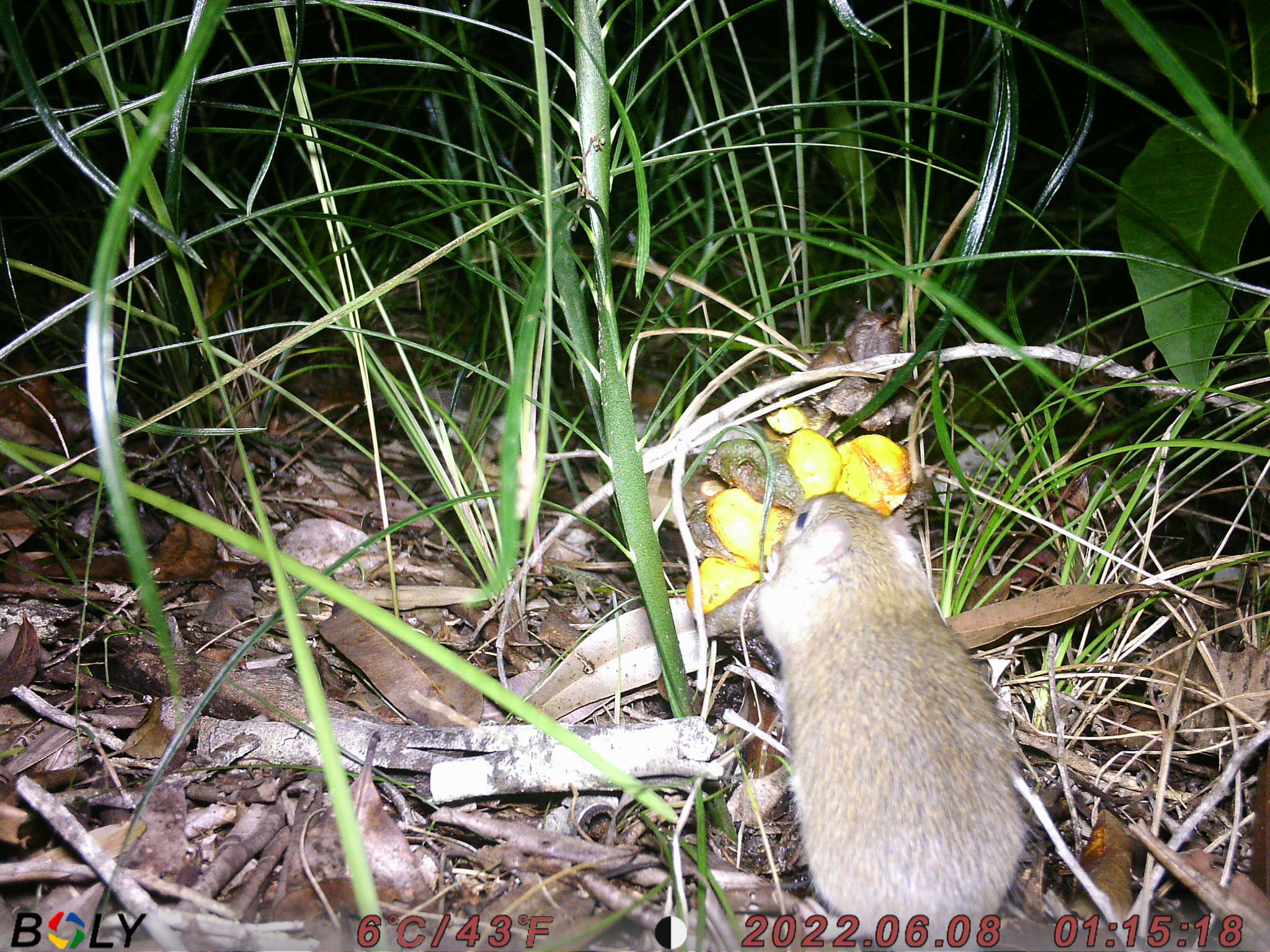 Image of Australian Pale Field Rat