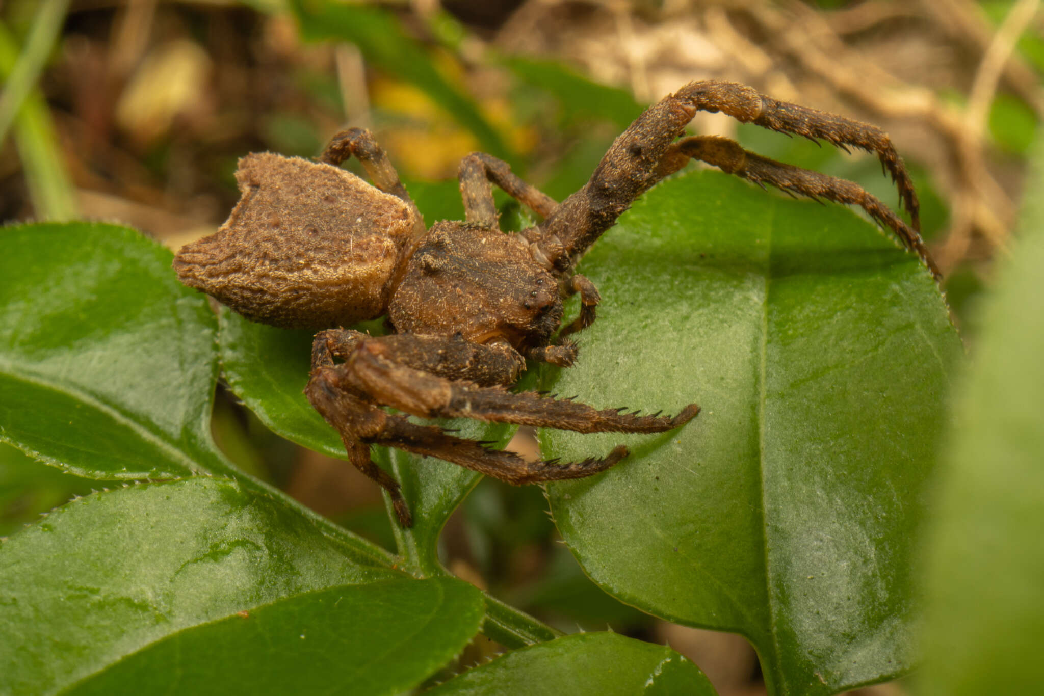 Sivun Sidymella angularis (Urquhart 1885) kuva