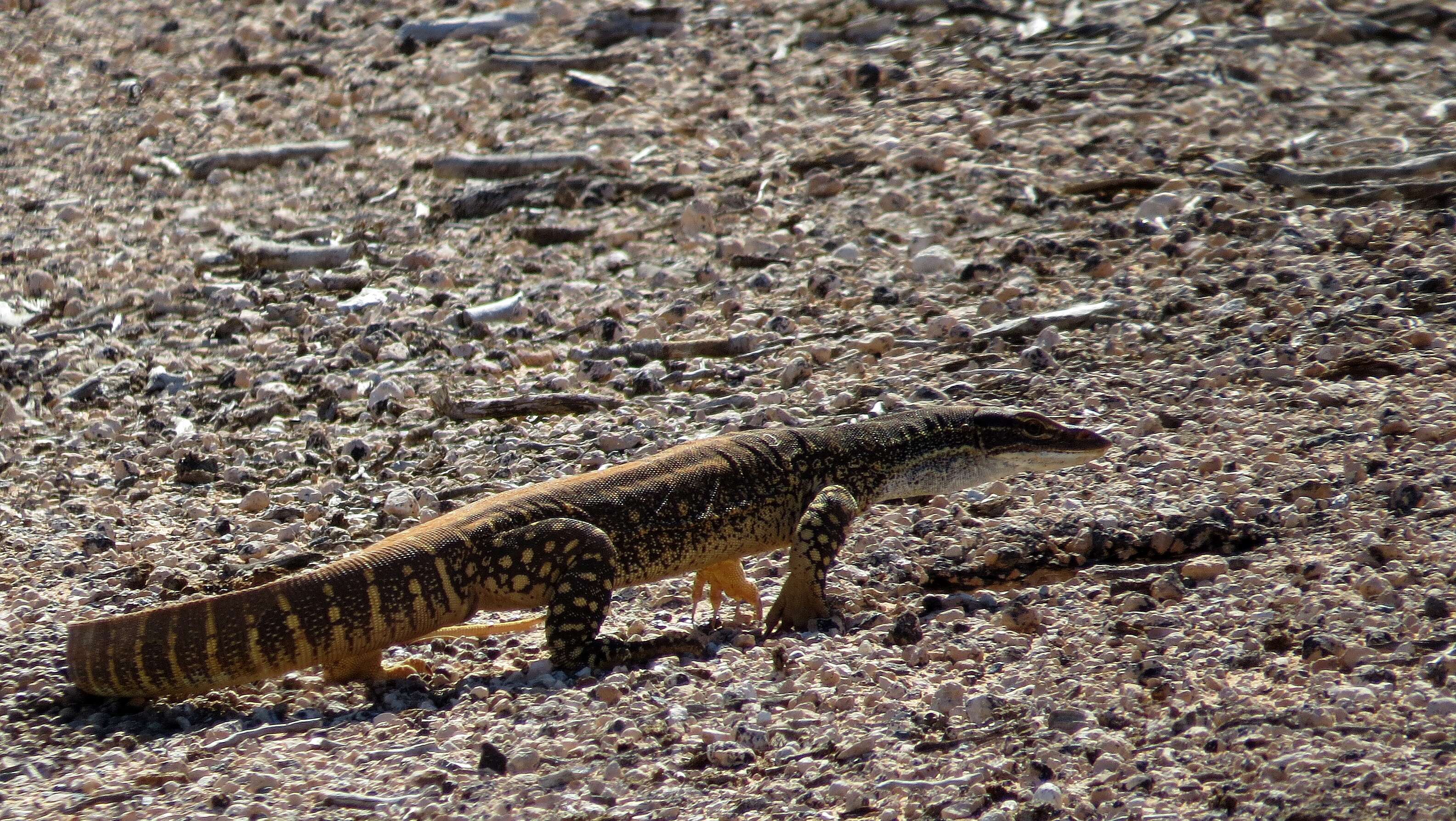 Image of Sand Monitor