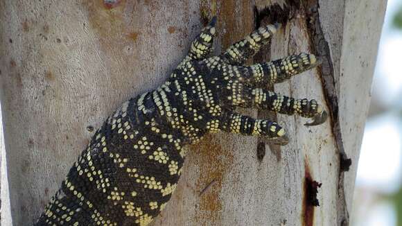 Image of Lace Monitor