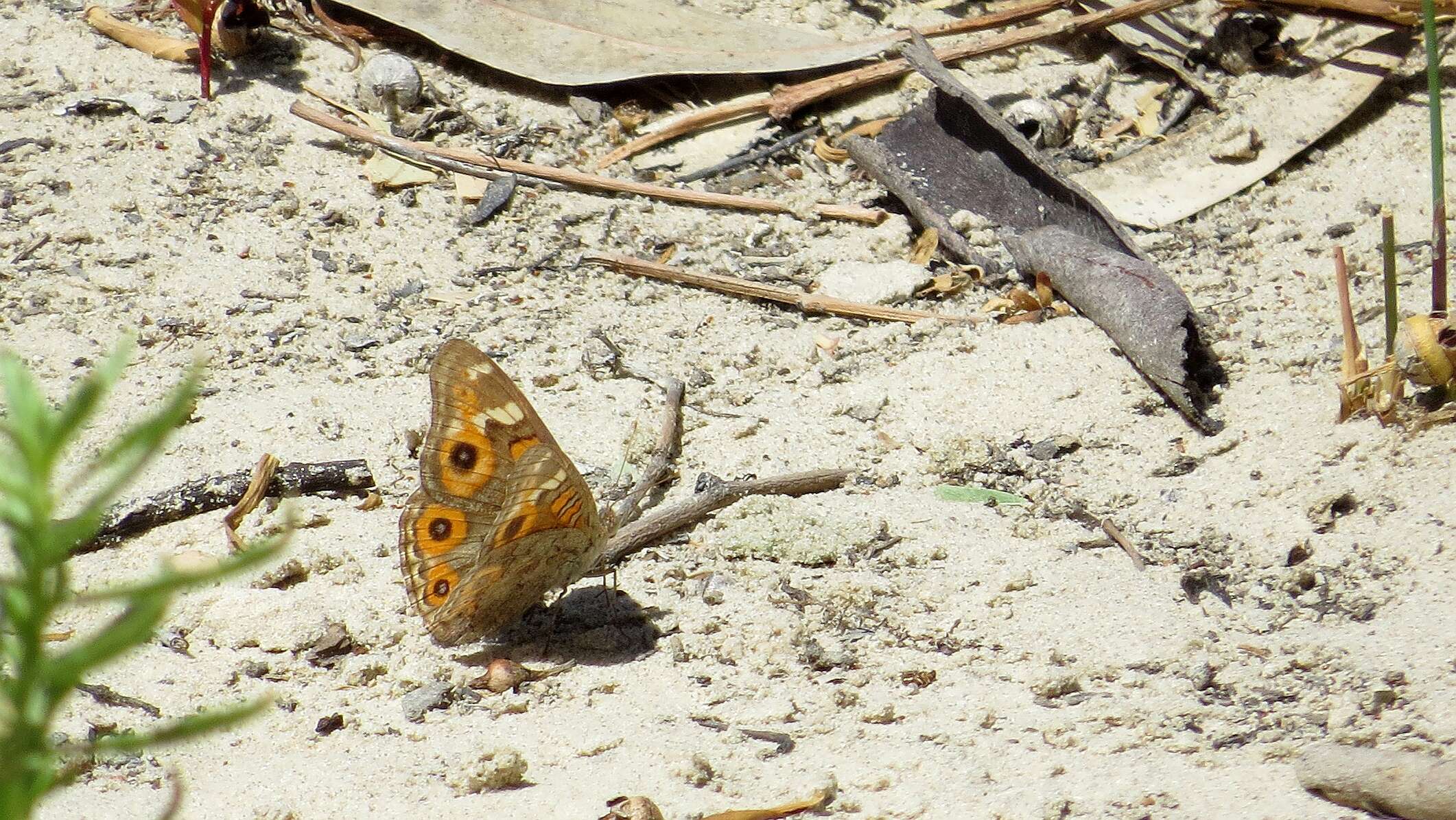 Image of Meadow Argus