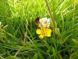 Image of Bombus monticola Smith 1849