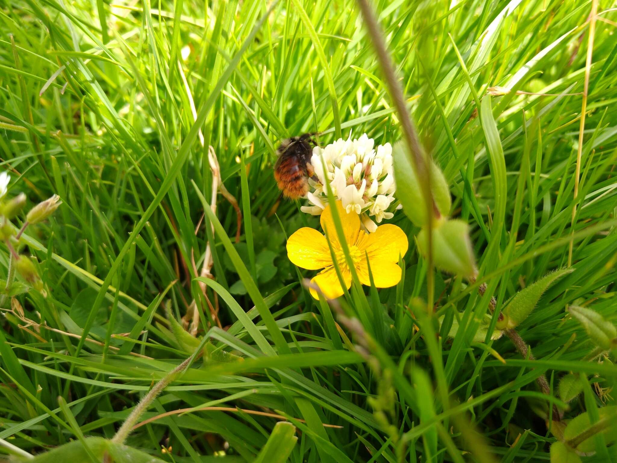 Image of Bombus monticola Smith 1849