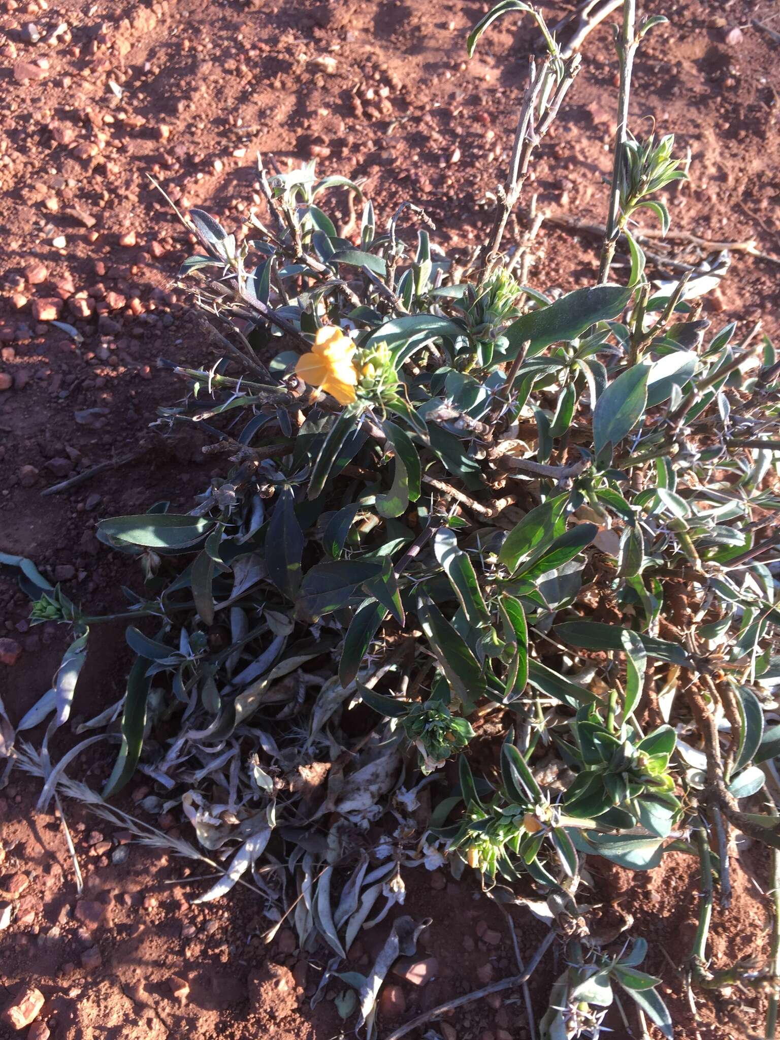 Image of Barleria senensis Klotzsch