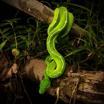 Image of Green Python