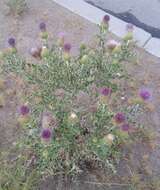 Plancia ëd Cirsium ochrocentrum A. Gray