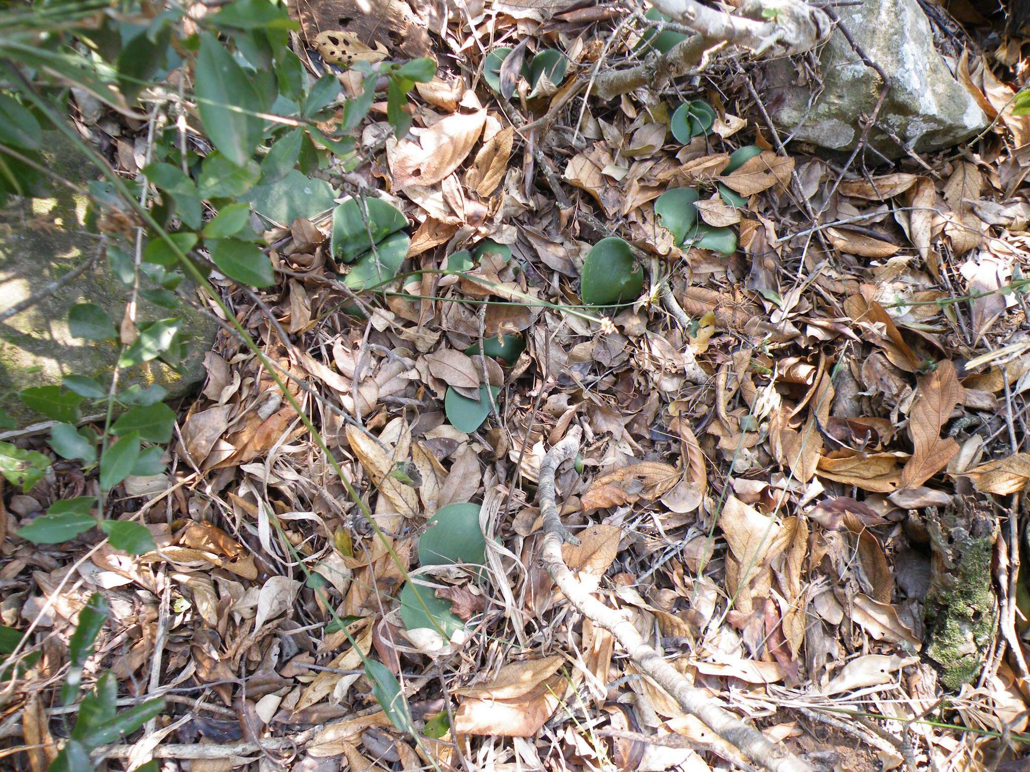 Imagem de Haemanthus humilis Jacq.