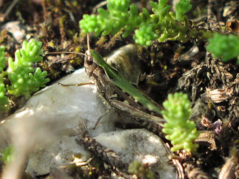 Image of woodland grasshopper