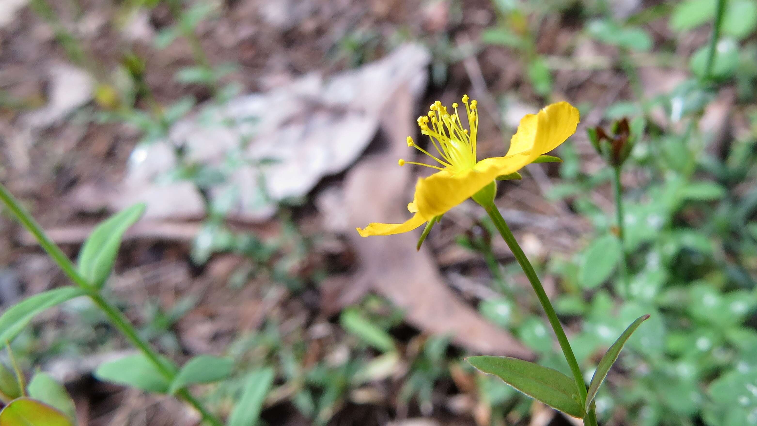 Image of grassy St. Johnswort