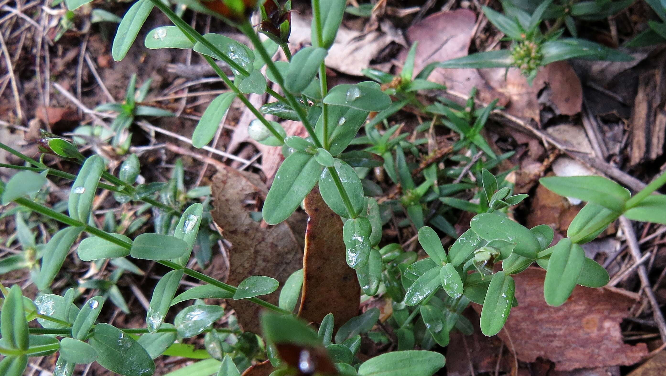 Image of grassy St. Johnswort