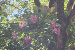 Image of Medinilla cumingii Naud.